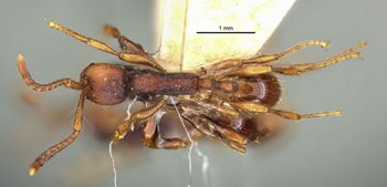 Media type: image;   Entomology 20263 Aspect: habitus dorsal